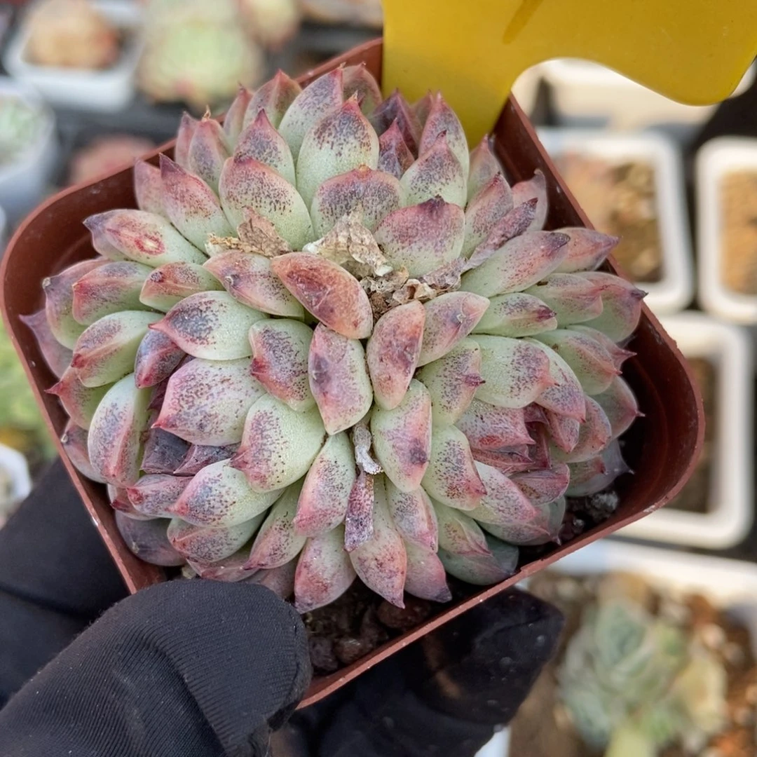 1941巧克力珍妮多肉