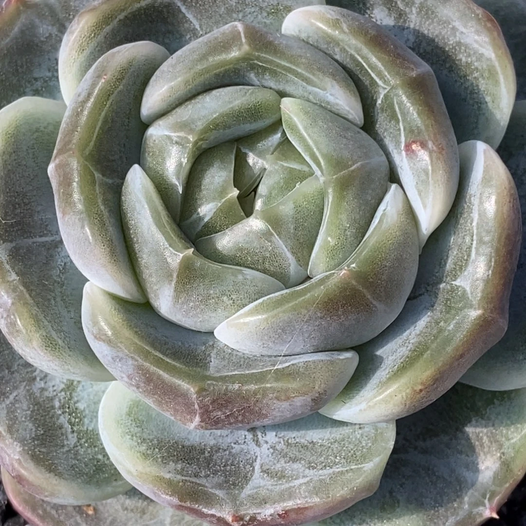 小***妹天官赐福百无禁忌