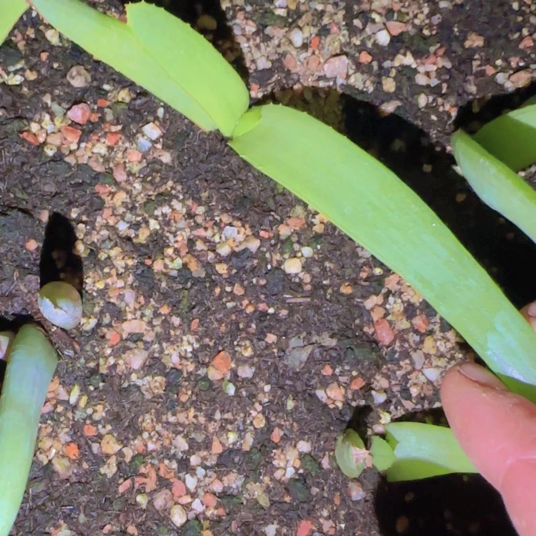 净*块根植物块根植物