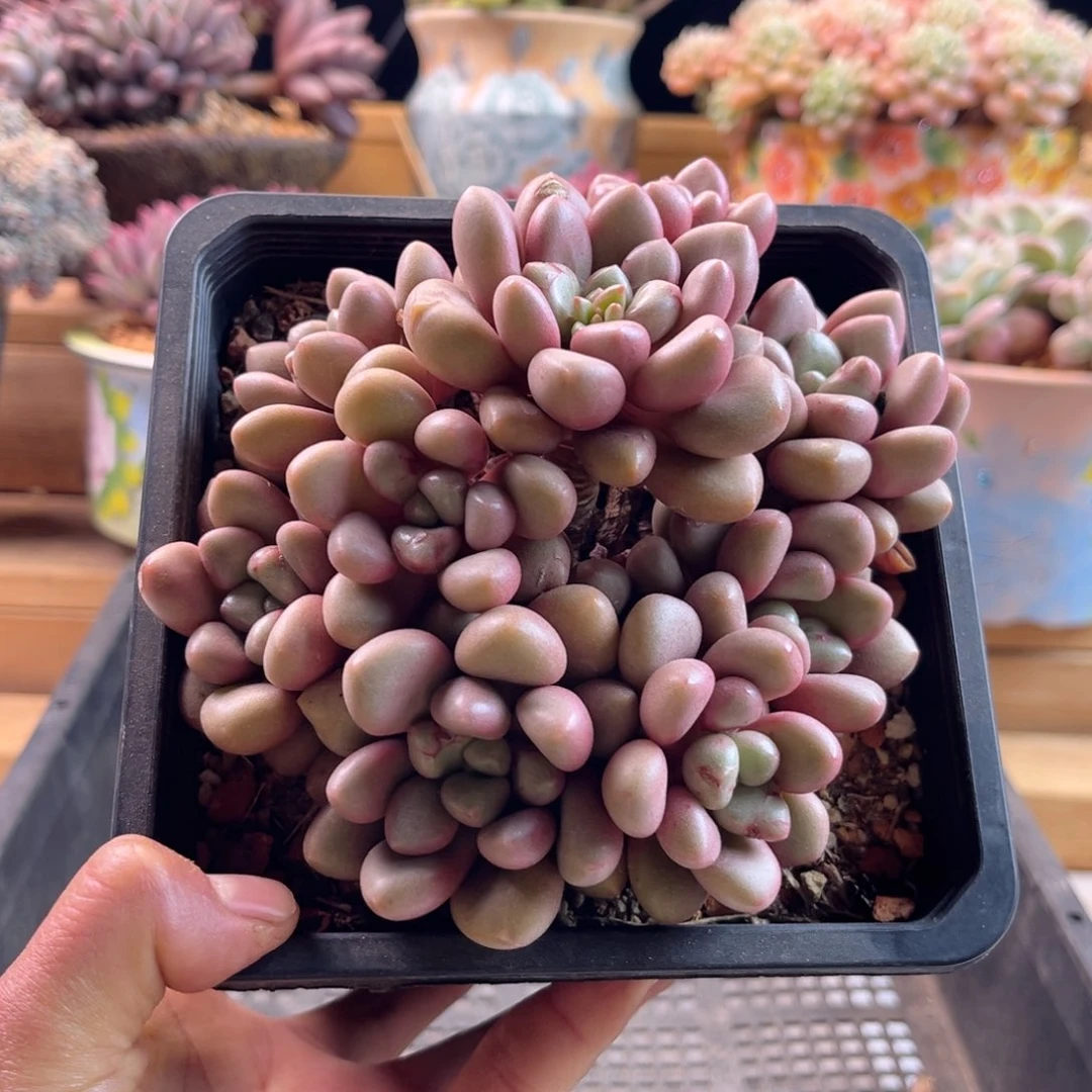 高**数2.13-30先锋派111111