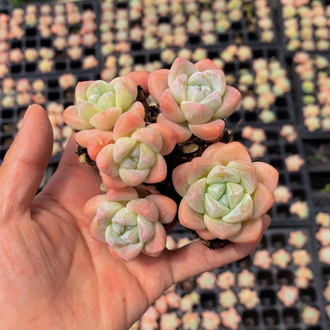 冰玉单双混发50个嗯嗯嗯嗯嗯嗯嗯好喜欢