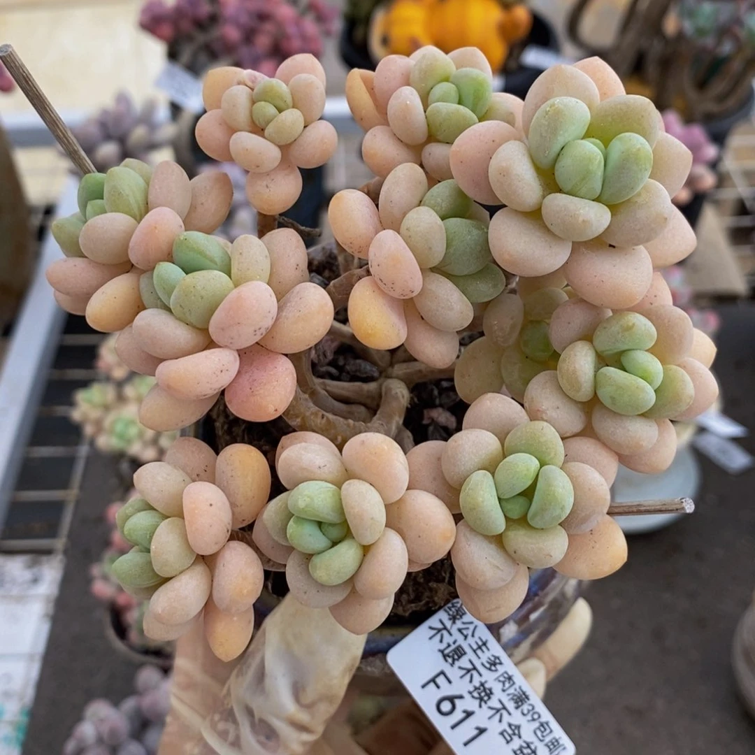 白奶糖611/10cm多肉