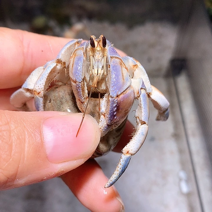 2.1口径紫路奔跑的16