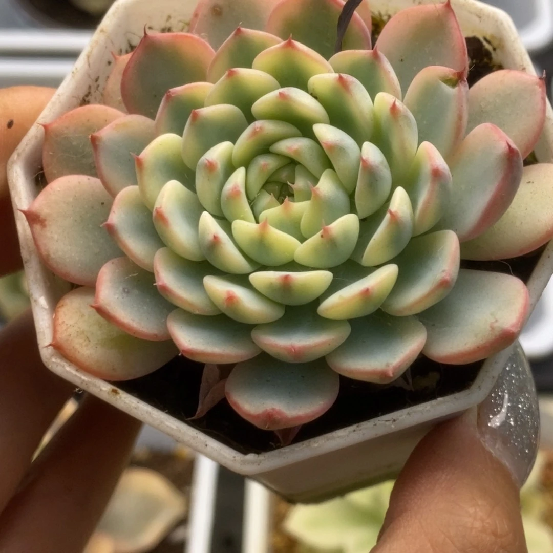 533姬莲锦锦锦锦锦锦