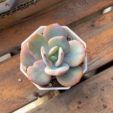 奶茶发两颗。
