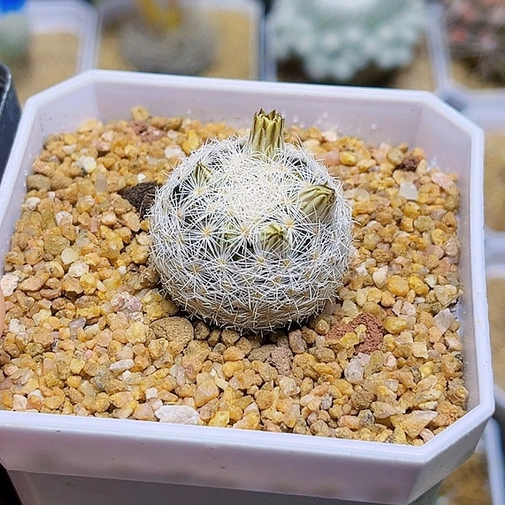 魔美丸实生球2.6公分