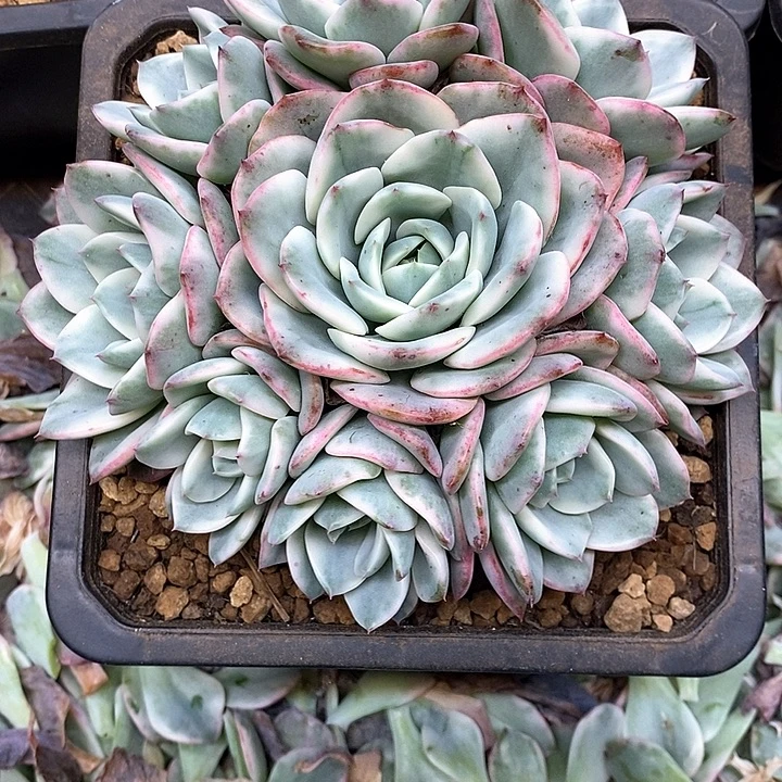 无花朵奶油黄桃锦手捧无砍