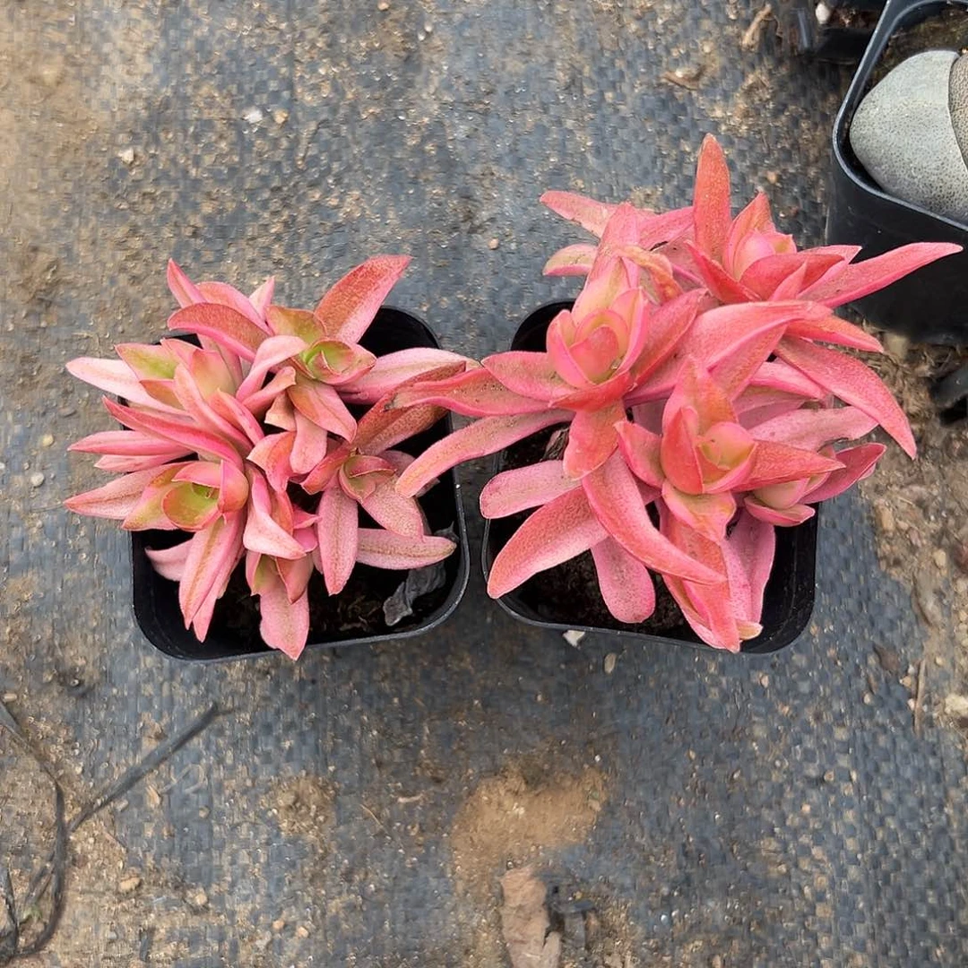 多肉植物多肉植物