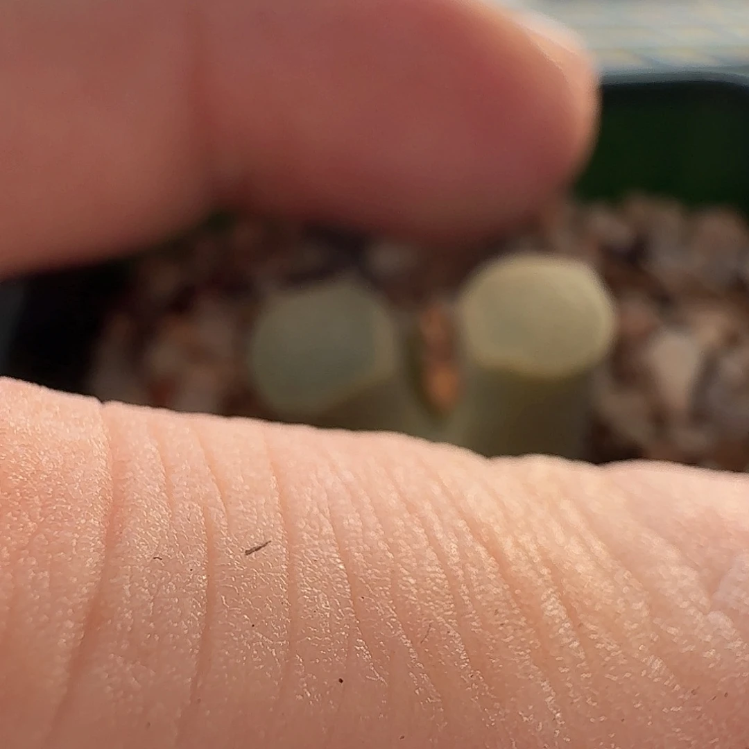 A***ᐝdy2 aria宝宝 磁铁