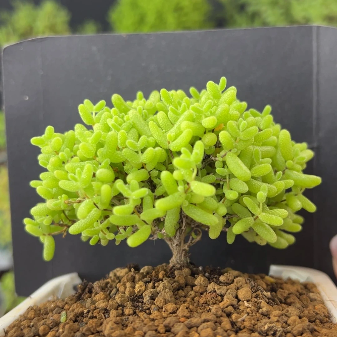 【闪购商品】dy2575蜜橘糖球蘑菇头冠幅7.5cm