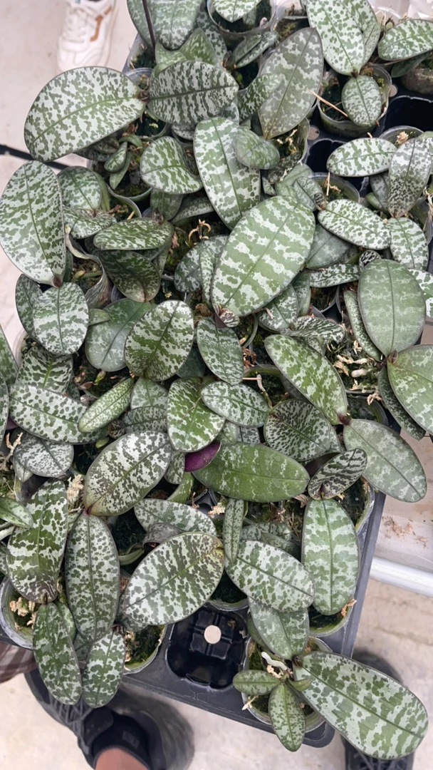 1.7寸959*504西雷丽蝴蝶兰