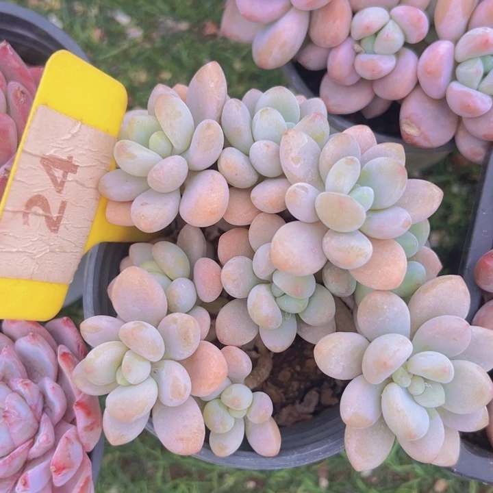 健健康康平平安安