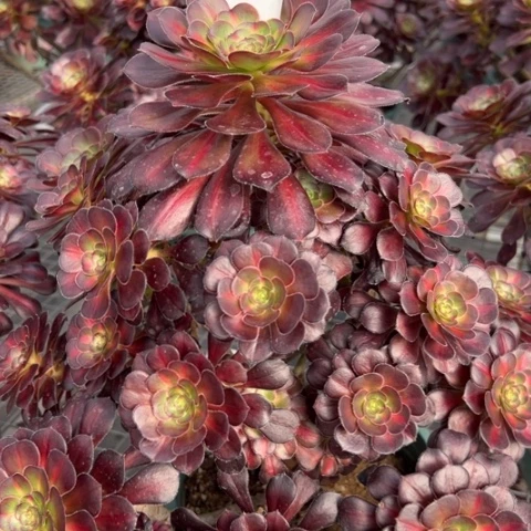 380晚霞30厘米左右