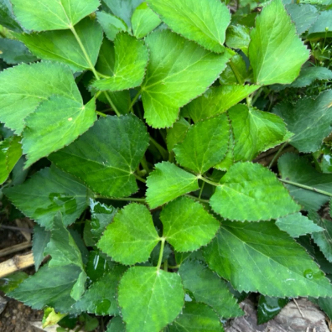 现采挖新鲜山当归青草异叶茴芹鹅脚板杏叶防风羊膳七百路通骚羊古