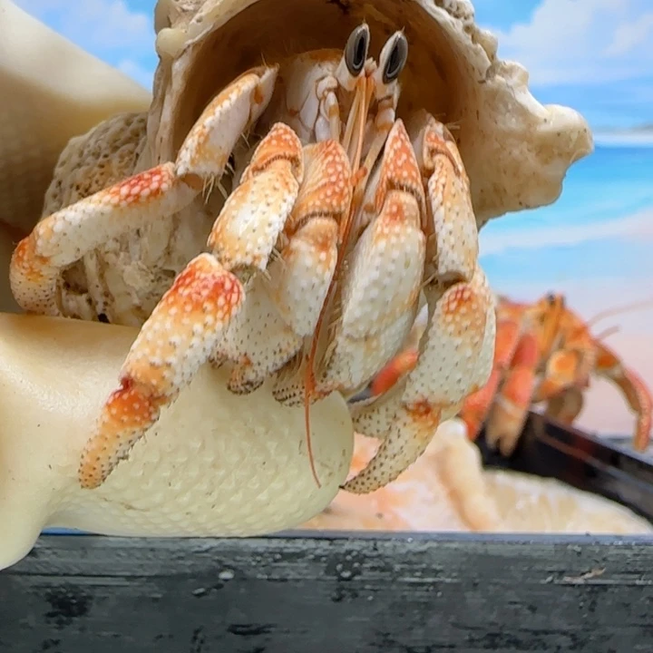 A32嫩毛球1.9cm口径