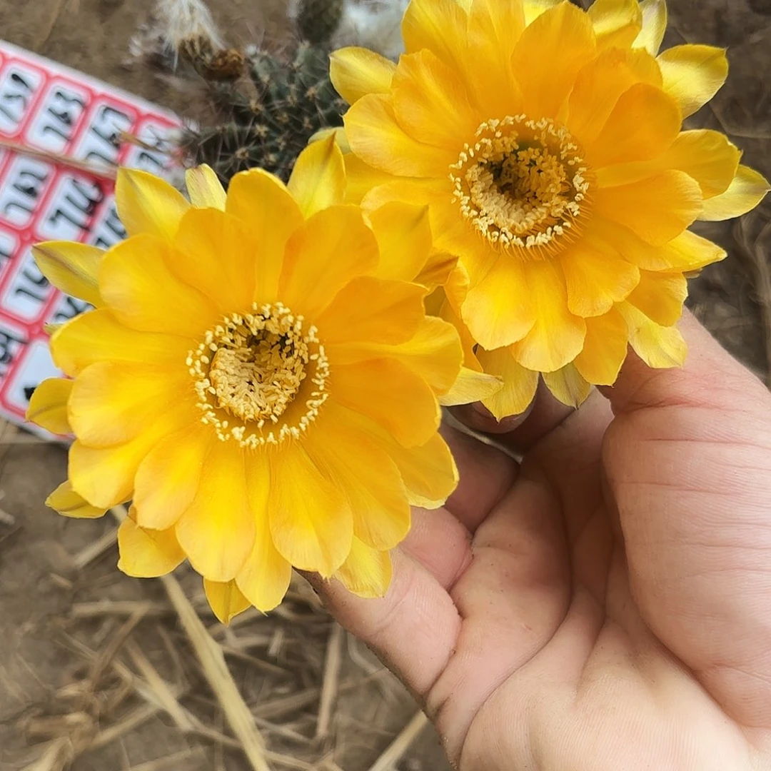 748 带根实生仙人球瑕疵