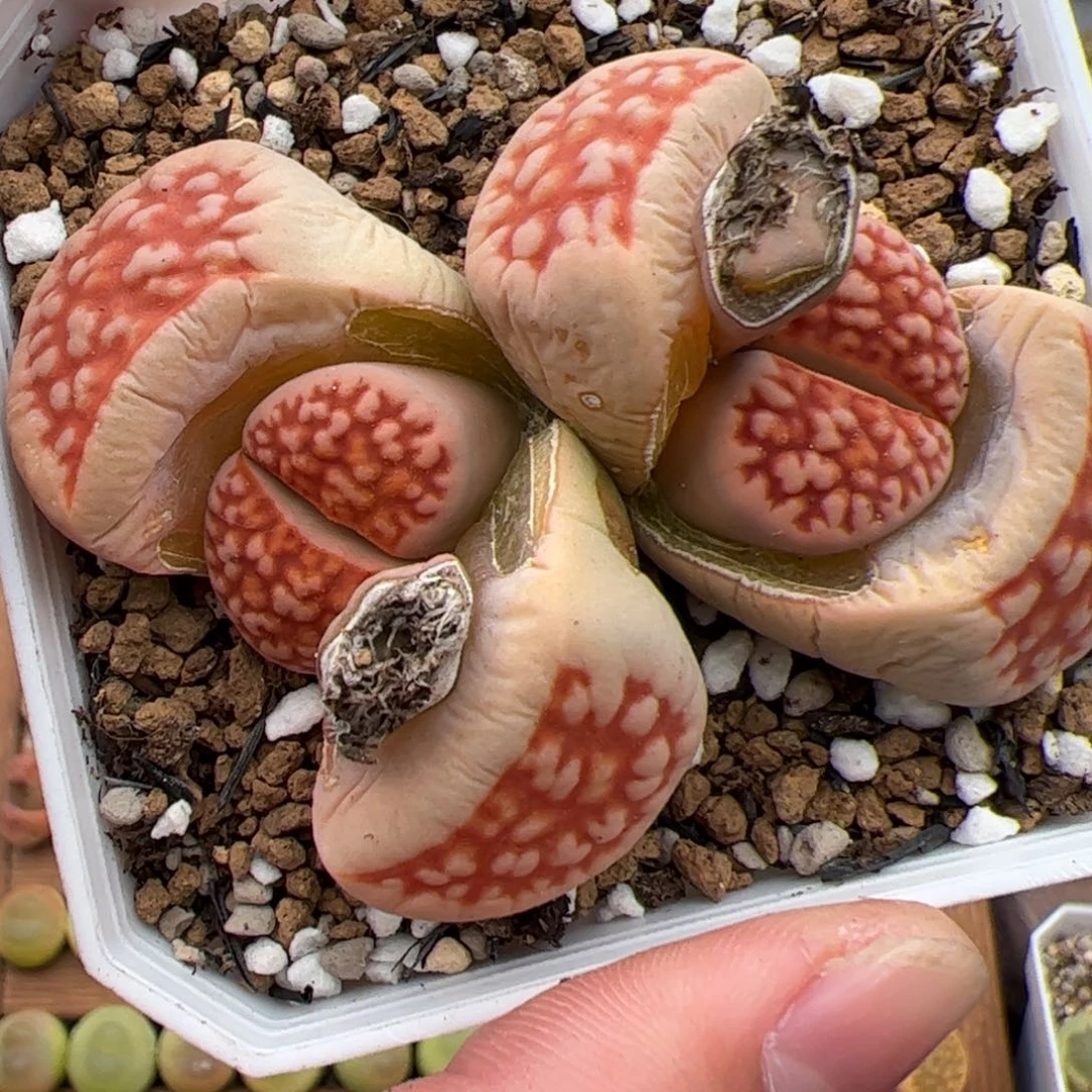 0327号花纹玉 多肉植物