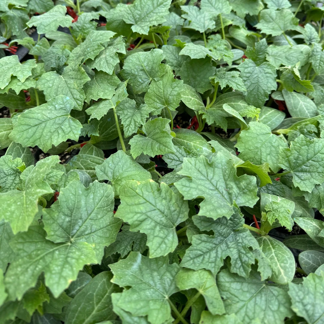 丝瓜嫁接苗 春使D-1丝瓜嫁接苗 抗病性强早熟 高产 基地种植