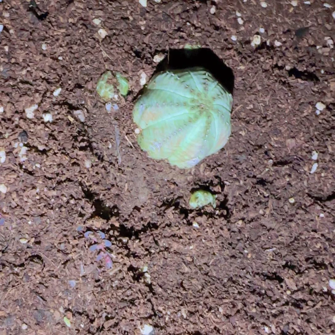 第****鸦块根植物块根块根植物