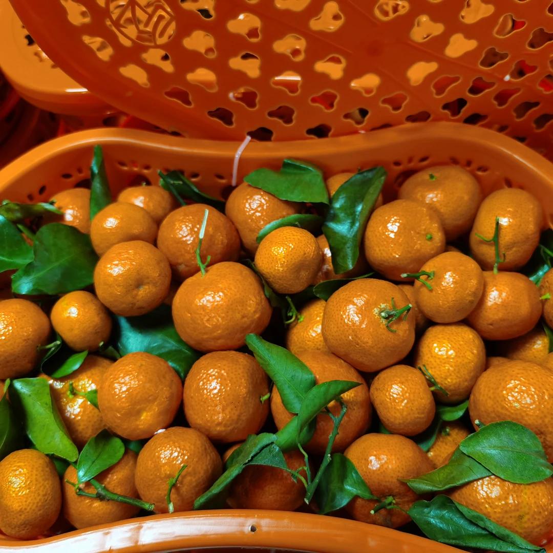 广西沙糖桔(4.5斤装）礼盒