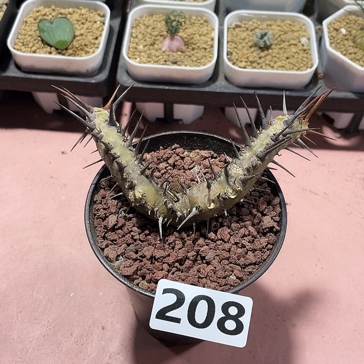 208产地刺月界块根