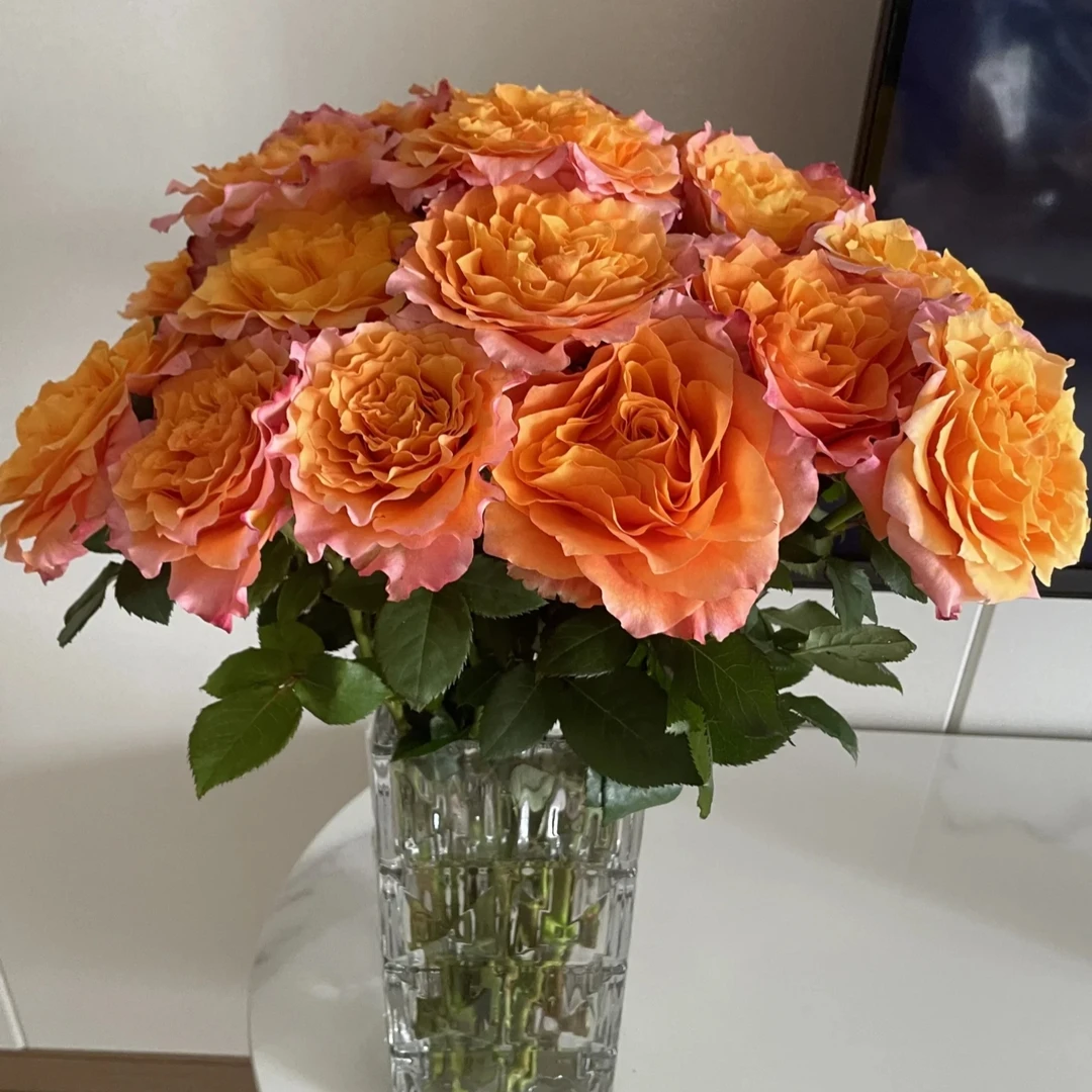 【火灵鸟玫瑰】收到鲜花第一时间醒花 云南爆品鲜花批发