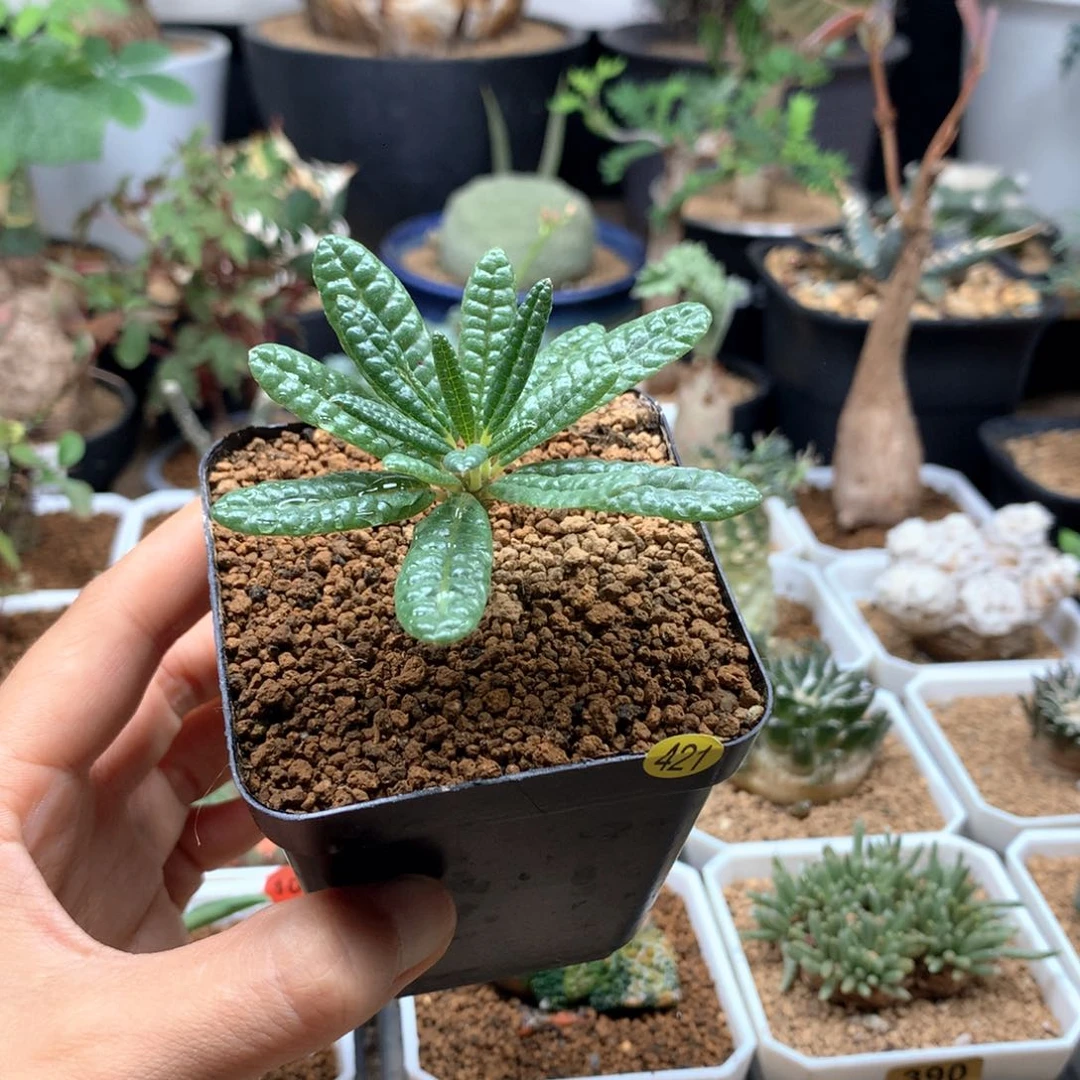 泡泡叶巨琉桑扦插带盆421