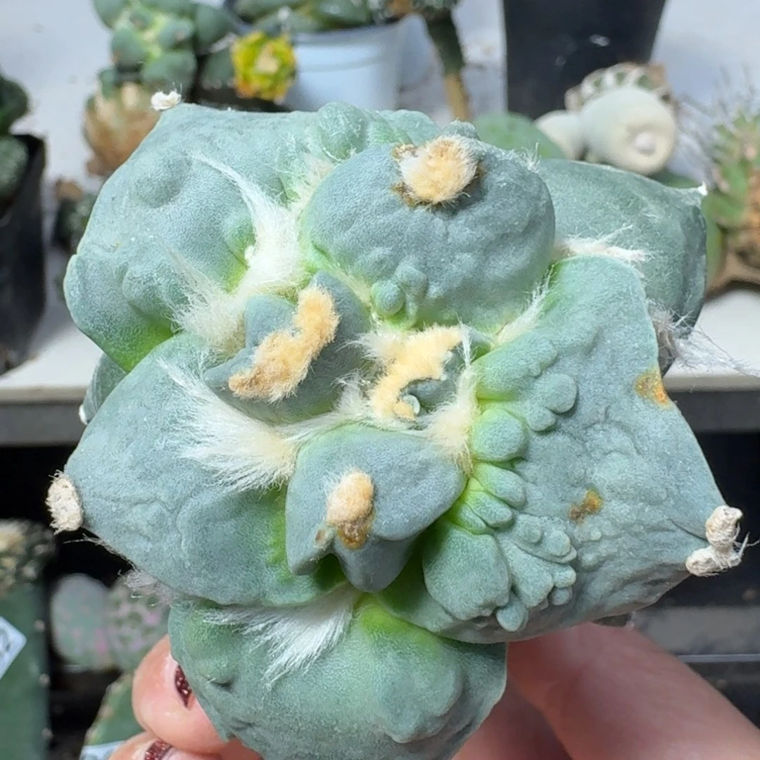 【闪购商品】无花朵优选大尤村怒