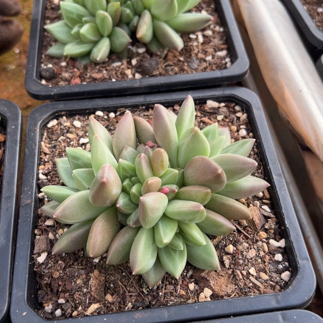 迷雾泡泡多肉植物58