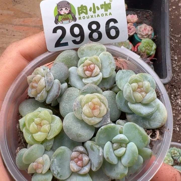 多肉植物多肉植物