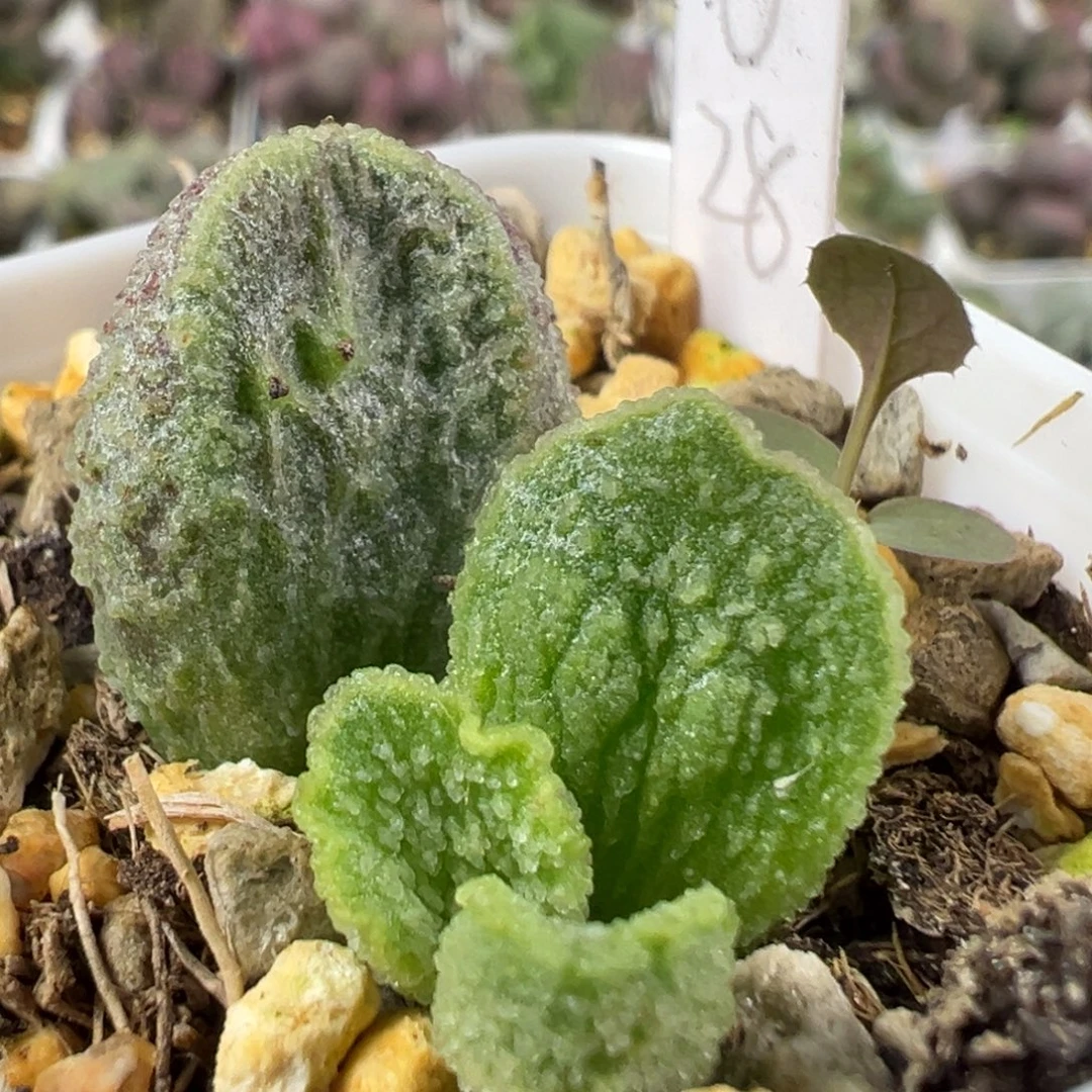 w冰晶颗粒款实生新品