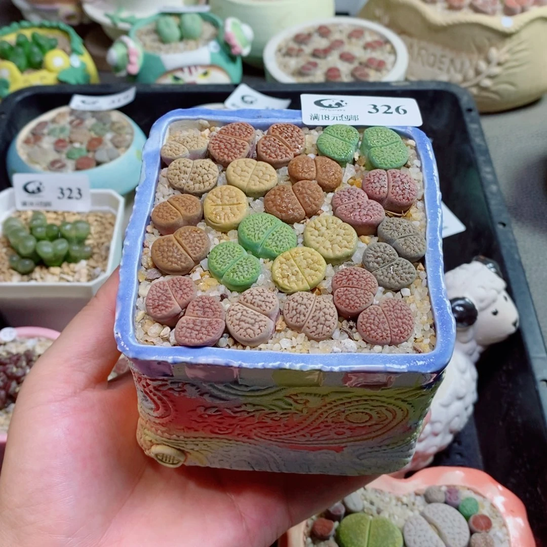 生石花花花花花花326