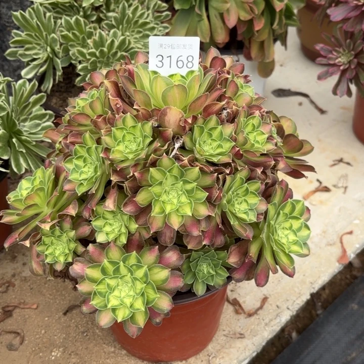 韶华多肉法师3168