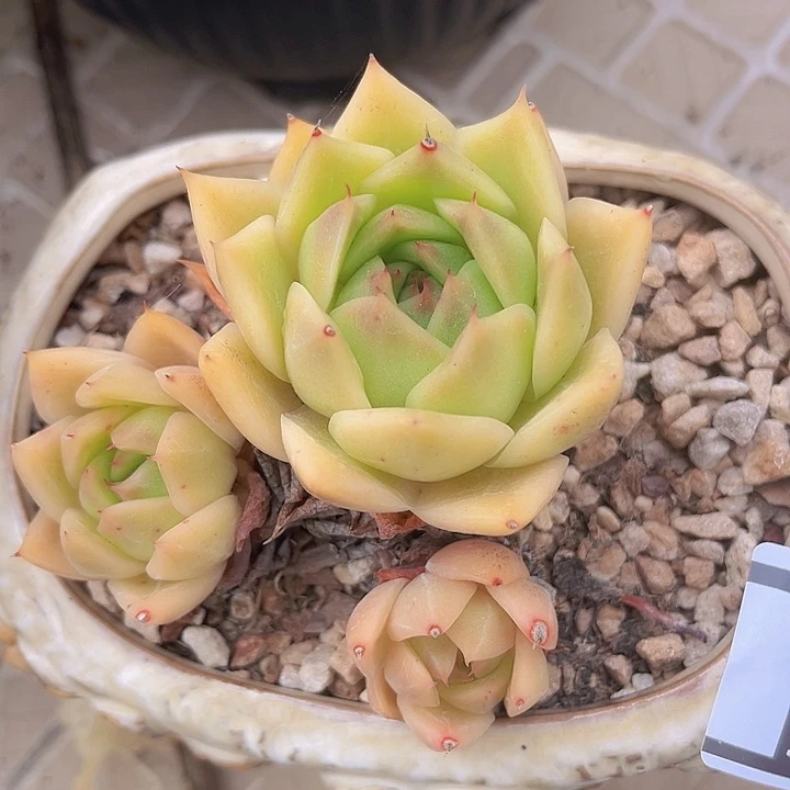 不知名1076多肉植物