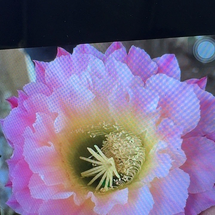 河岸侧芽5公分左右毛花柱