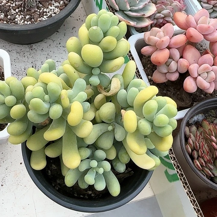 青蛙王子儿童牙膏111