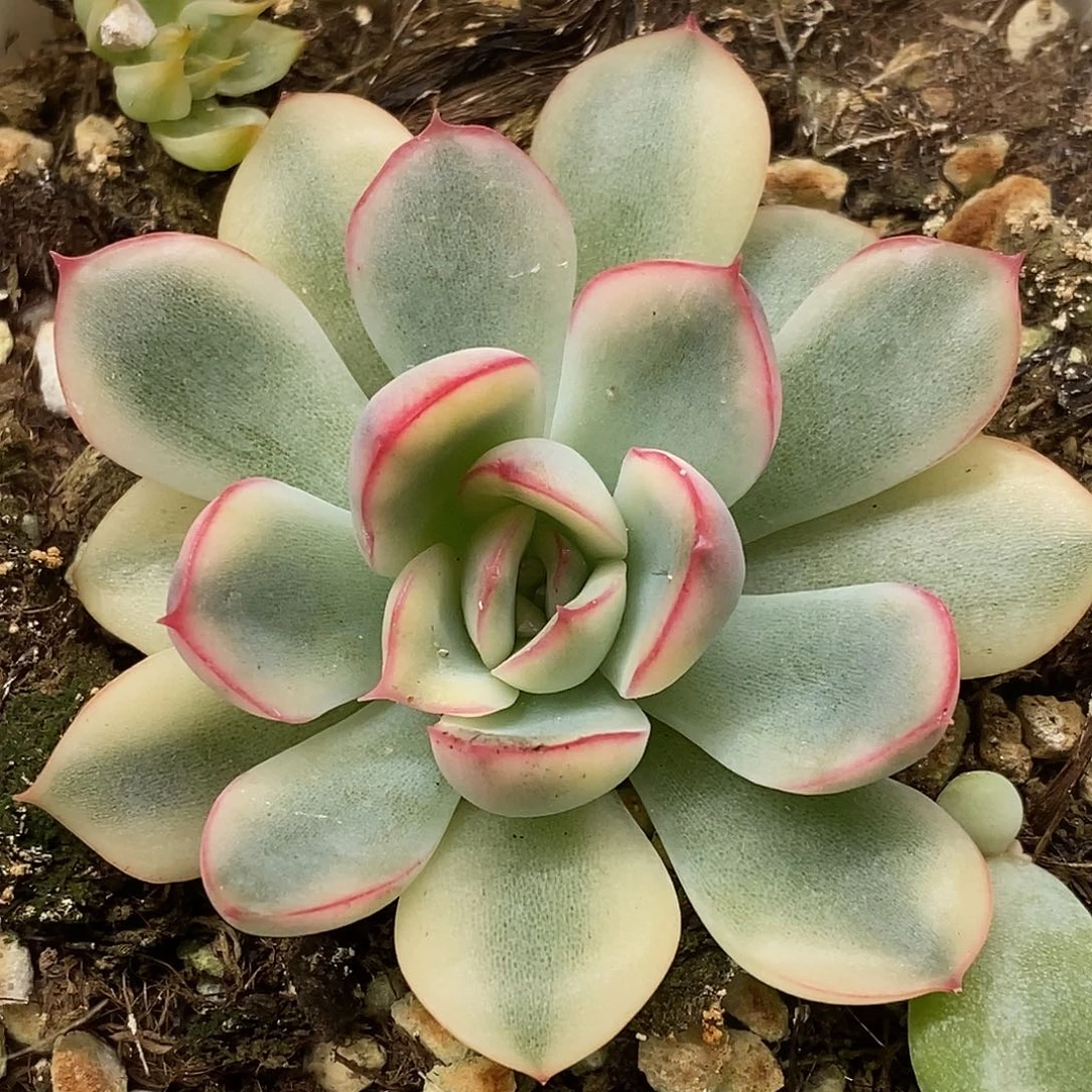 A****a荷花锦一物一拍，