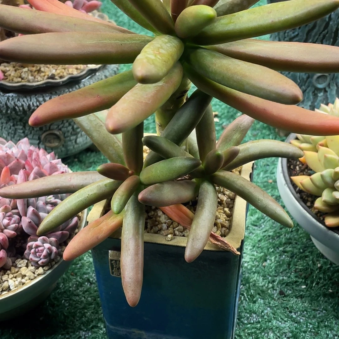 倪***玲椰树满28包邮非偏远