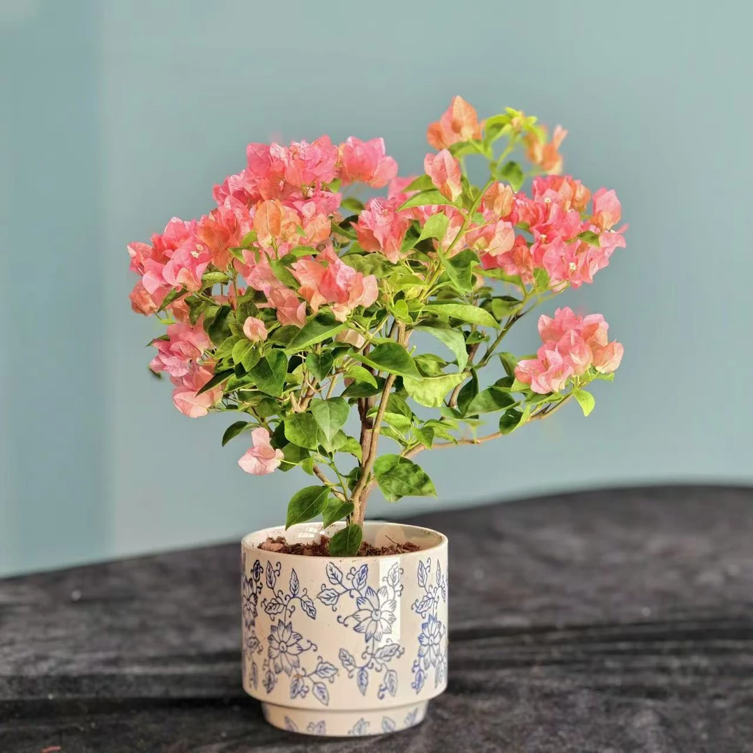 不甜西瓜三角梅 勤花品种 【艺景园花姐】