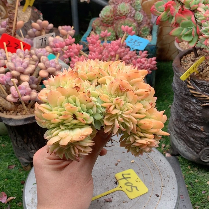 多肉植物一物一拍405