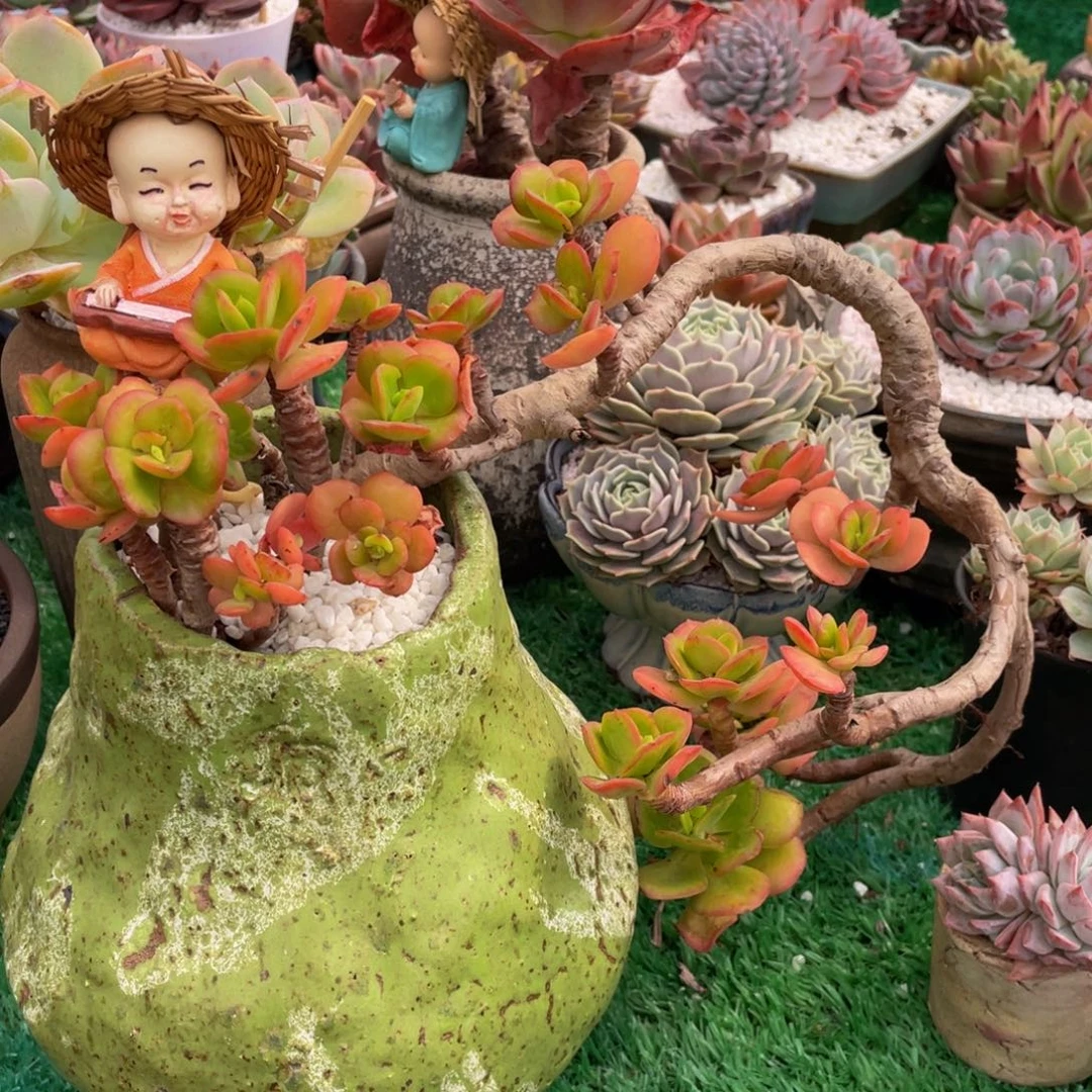 多肉植物盆栽多肉