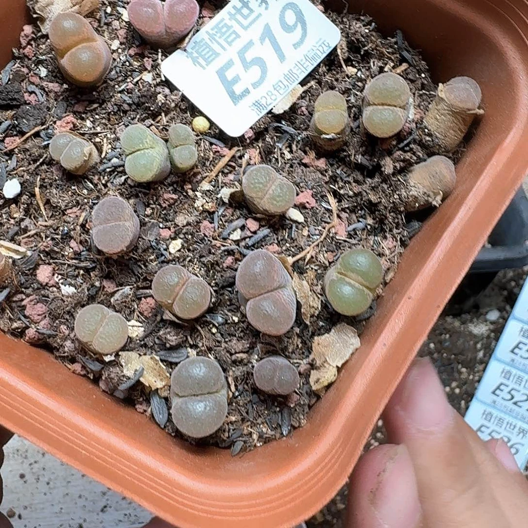 多肉植物的动作的润泽