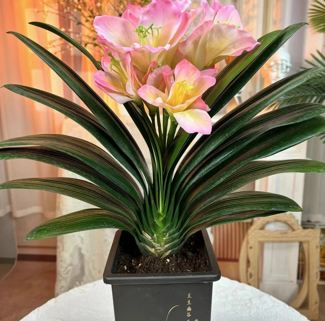 粉美人君子兰室内高端绿植