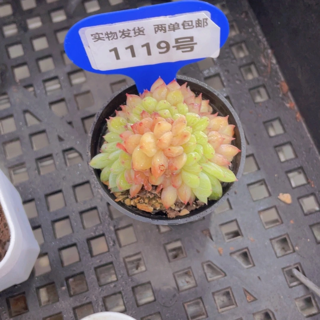 1119号杂交缀化一个