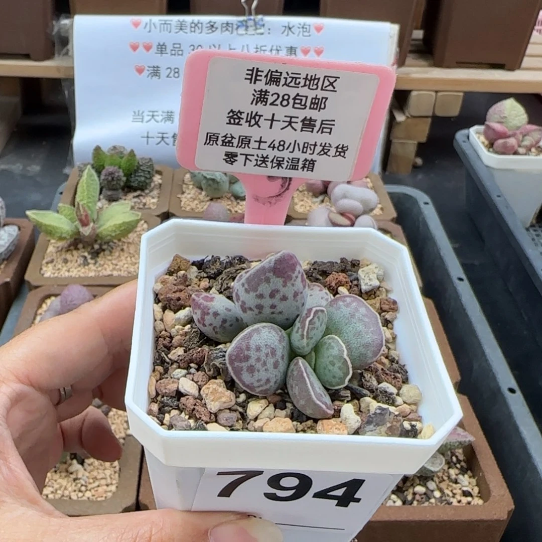 794艾薇蛋多肉植物