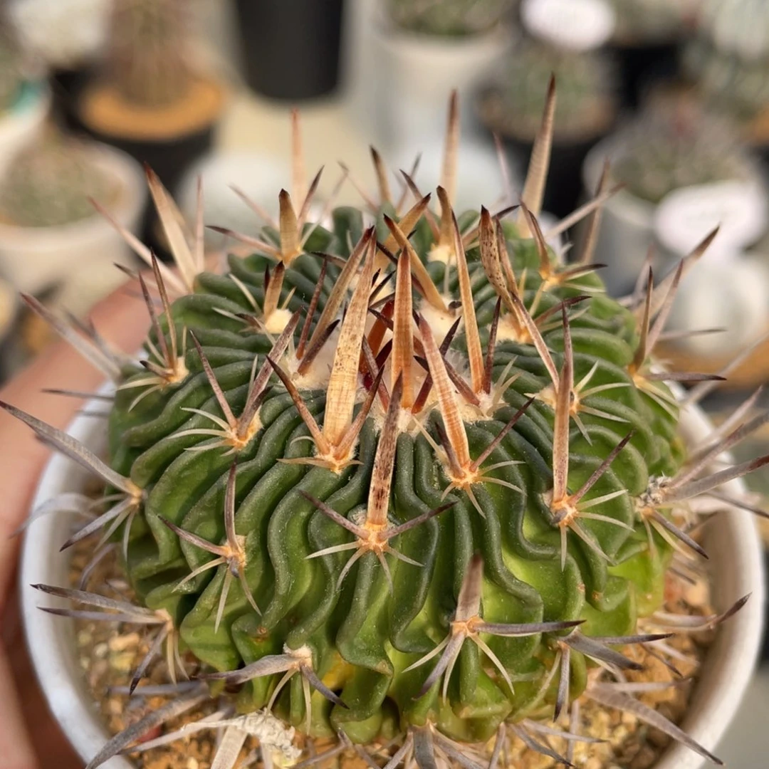 振武玉         实生根