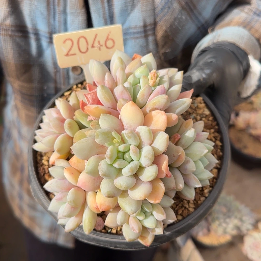 2046。       半夏群多肉