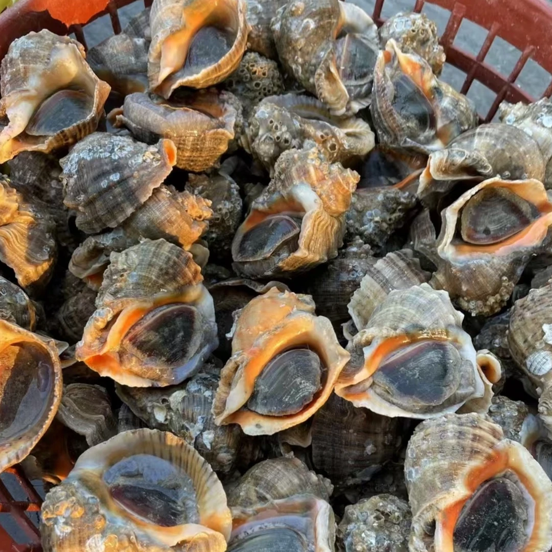 渤海湾特产 中号野生牙签螺薄皮（15—20头/斤）鲜活发货冷水螺