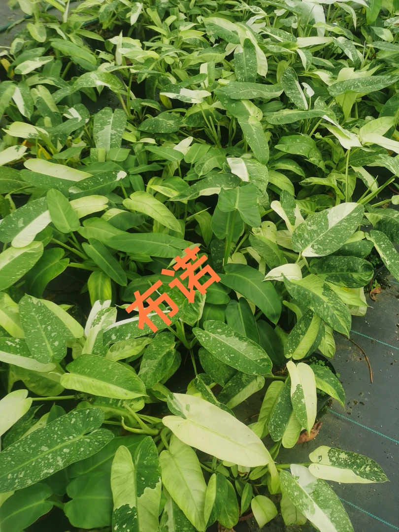 布诺蔓绿绒锦叶植物盆栽天南星科热带适合阳台客厅窗台摆放