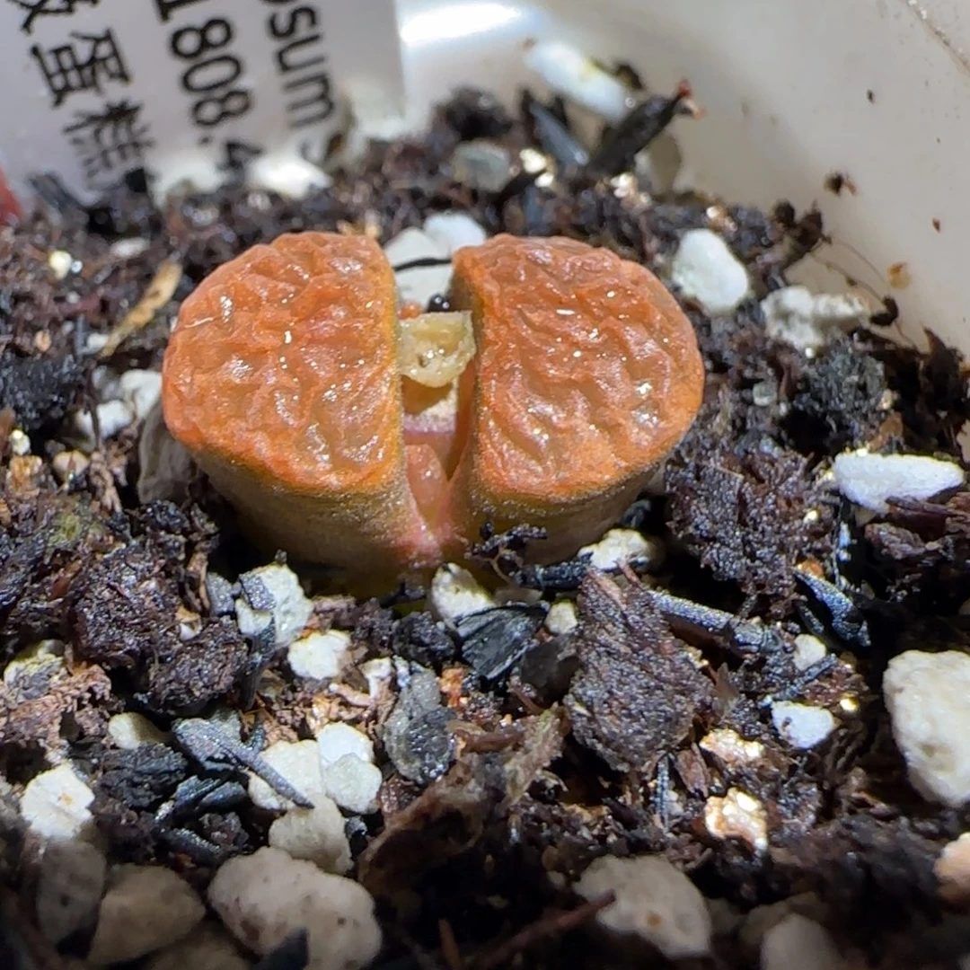 肉锥多肉植物组合-超级蛋糕1337
